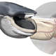 Illustration for article titled Whales have a sensory organ unlike anything weve ever seen